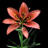 Wood Lily