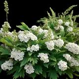 Oakleaf Hydrangea