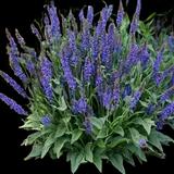 May Night Sage