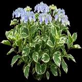 Bigleaf Hydrangea, Hydrangea