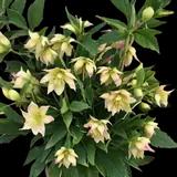 Lenten Rose Hellebore