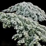 Snow Flurry Heath Aster