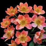 Sunset Happy Trails Rose
