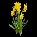 Tete-a-Tete Daffodil