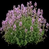 Annie Hall Creeping Thyme