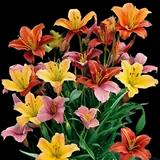 Daylily Mix