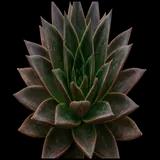 Aloe Black Gem
