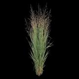 'Northwind' Switchgrass