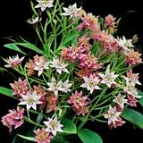 Butterfly Milkweed