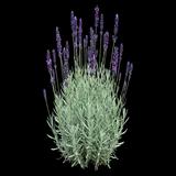 Phenomenal Lavender