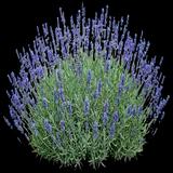 Munstead Lavender