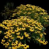 Black-eyed Susan