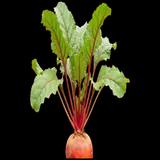 Chioggia Beet