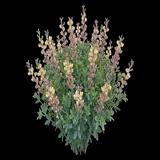 Pink Lemonade False Indigo