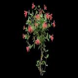 Coral Honeysuckle