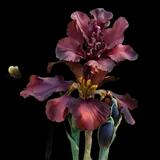 War Chief Bearded Iris