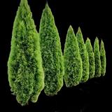 Emerald Green Arborvitae