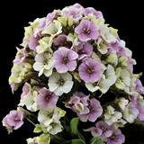 Sherbet Cocktail Garden Phlox