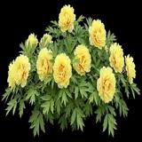 Tree Peony 'Duchesse de Lorraine'