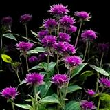 Purple Rooster Bee Balm