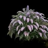 Grand Cascade Butterfly Bush