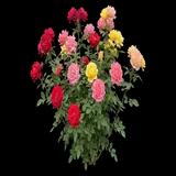 Hybrid Tea Rose