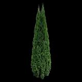 Emerald Green Arborvitae