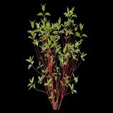 Red Twig Dogwood