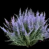 Russian Sage