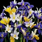Dutch Iris Mix