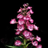 Foxglove Beardtongue