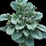 Ornamental Kale