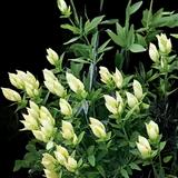 False Indigo