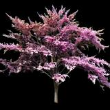 Eastern Redbud Forest Pansy