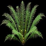Ostrich Fern