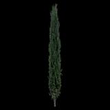 Eastern Arborvitae