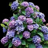 Bloomstruck Hydrangea