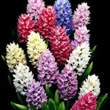 Jumbo Mixed Hyacinth