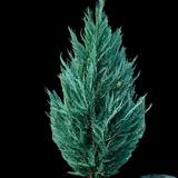 Blue Point Juniper