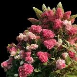 Berry White Hydrangea