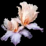 Celebration Song Iris