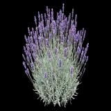 Lavender Sensational