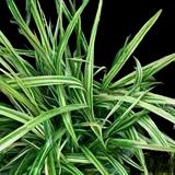 Skinny Dippin' Aspidistra
