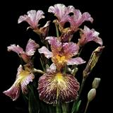 Bewilderbeast KickStart Bearded Iris