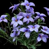Bird's Foot Violet