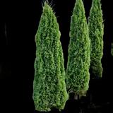 Degroot's Spire Arborvitae