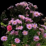 Rosa Sieger New England Aster