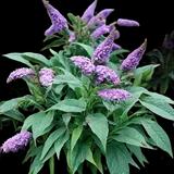 Pugster Amethyst Butterfly Bush