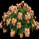 Apricot Drift Rose