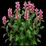 Hot Lips Turtlehead